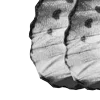 🦋