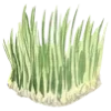 🌱