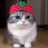 🍓