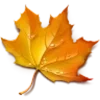🍁