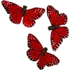 🦋