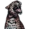 🐅