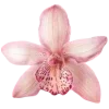 🌸