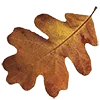 🍁