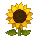 🌻