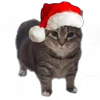 🧑‍🎄