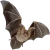 🦇