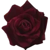 🌹