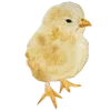 🐥
