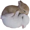 🐰
