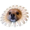 🌼