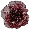 🌺