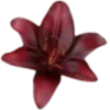 🌺
