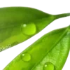 💚