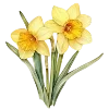 🌼