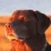 🤩