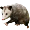 🦡