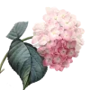🌸