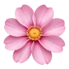 🌸