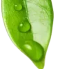 💚