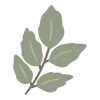 🍃