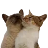 😼