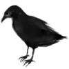 🐦‍⬛