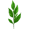 🌱