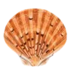 🐚