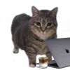 💻