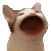 🙀