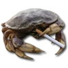 🦀