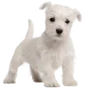 🐕