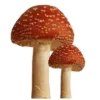 🍄