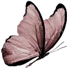 🦋