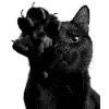 🐈‍⬛