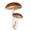 🍄