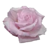 🌹
