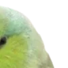 💚