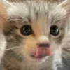 🥺