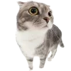 🐱