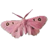 🦋