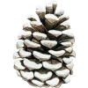 🌲