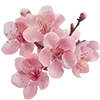🌸