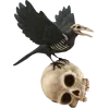 🐦‍⬛