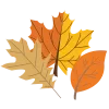 🍁