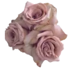 🌹