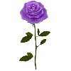 🌹