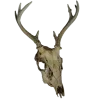 🦌