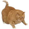 🐱